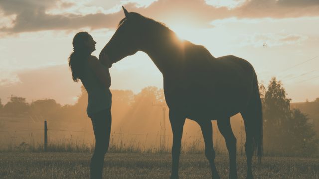 horse